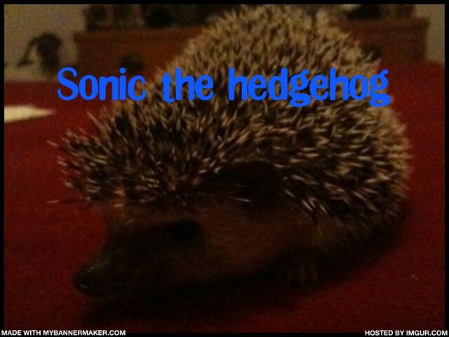 File:Sonic MY hedgehog.jpg