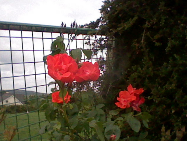File:RedRoses.png