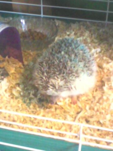 File:Real-Life Sonic.jpg