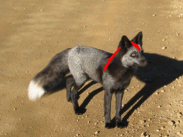 File:Bloodfang in real life.jpg