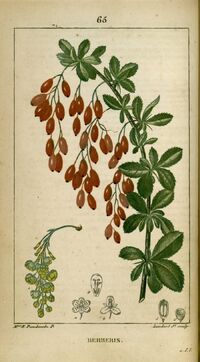 Berberis.jpg