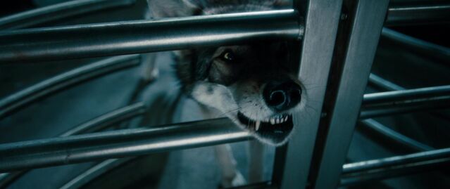 File:Horvath's Wolf.jpg
