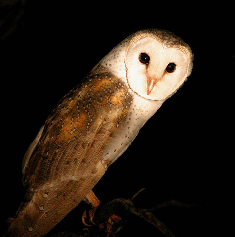 File:Barn20Owl.jpg