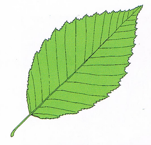 Plik:Liść Grabu Pospolitego.png