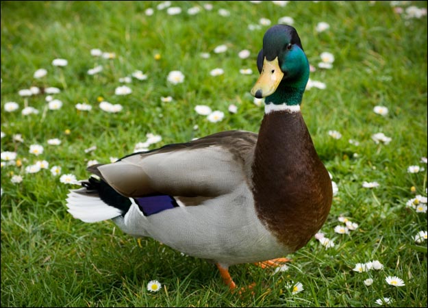 File:Duck-picture.jpg
