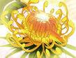 Singular Velvet Sky Chrysanthemum