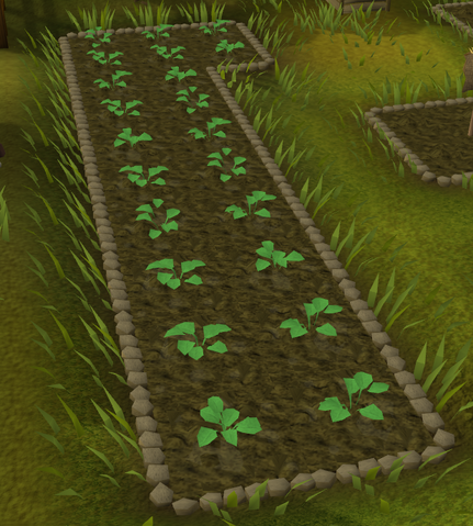File:Strawberries grow.png