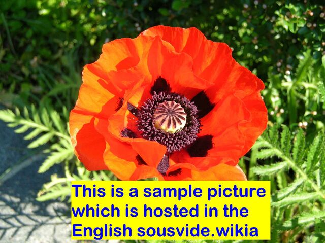 File:Sample picture English.jpg