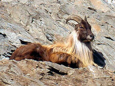 Himalayan-Tahr