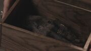 Spartacus1x12 1335.jpg