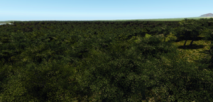 Jungles of Binding