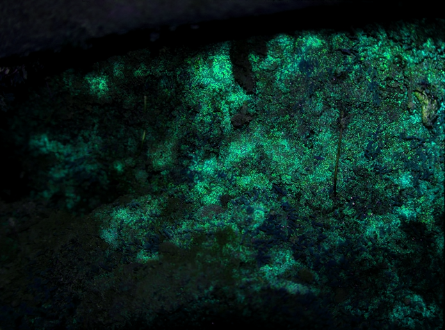 File:Frogmoss.png