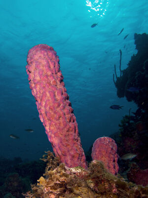 Stovepipe sponge