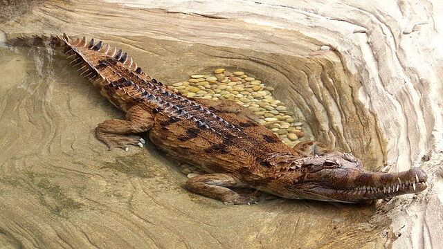 File:Tomistoma.jpg