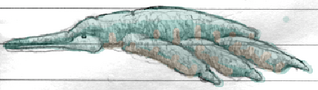 Ternumocorpidae Colored HQ