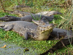 Yacare caiman