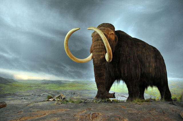 File:Woolly mammoth.jpg