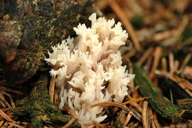 Clavulina