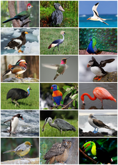 Bird