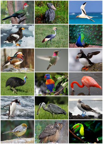 File:Bird.png