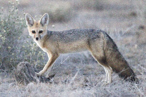 Vulpes chama (Etosha)