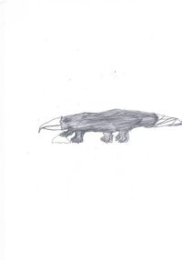 Platycroc