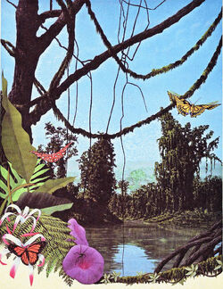 Tropicalforests