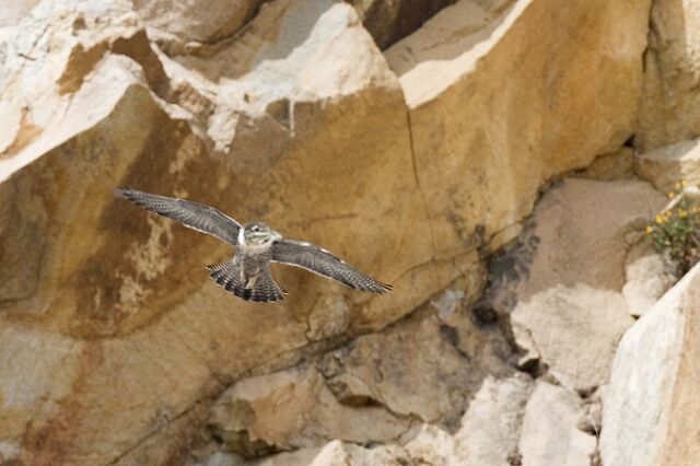 File:Struthioraptor.jpg