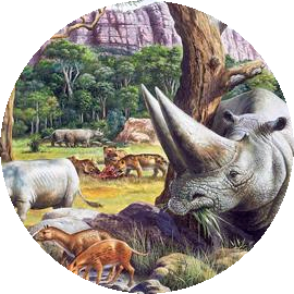 Eocene Split