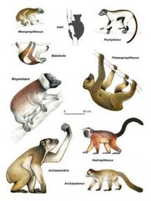 Malagasy lemurs