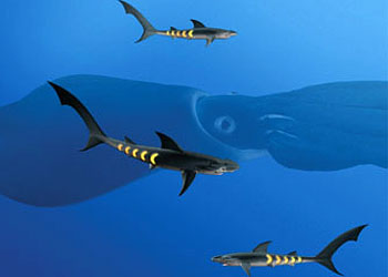 Sharkopaths and rainbow squid
