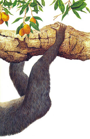 File:Climbing behind.jpg