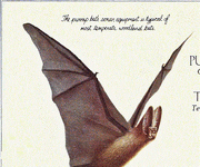 Purrip bat