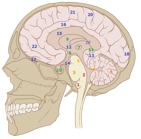 File:Brain structures2.png