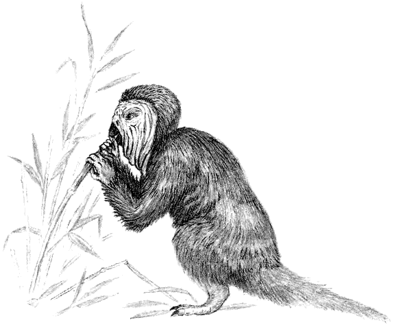 File:Taddey feeding.gif