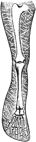File:Aquamorph leg.gif