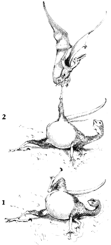 File:Stringe 2.gif