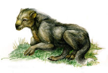 Hygnthus