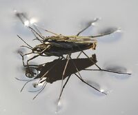 WaterStriders