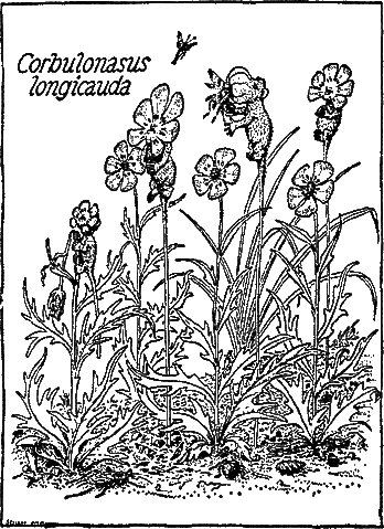 File:Corbulonasus.gif