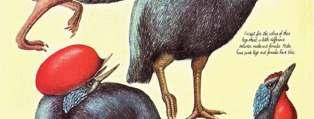File:Flightless guineafowl 2.gif