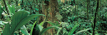 Antarctic forest