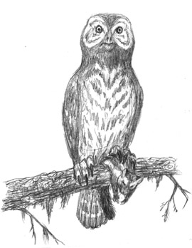 Unowl