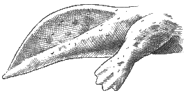 Watergulp legs and tail