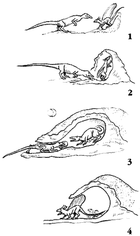 File:Dingum 2.gif