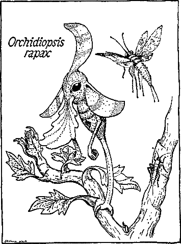 File:Orchidiopsis.gif