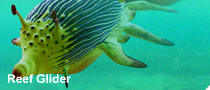 Reef glider