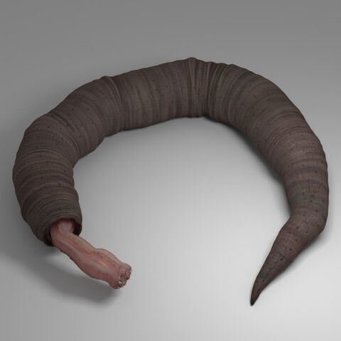 File:Arteroplura himascus.jpg