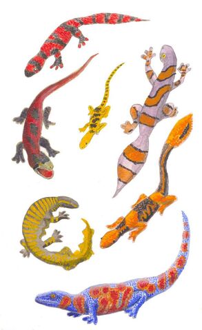 File:Jewel Geckos.jpg