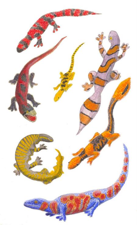 Jewel Geckos